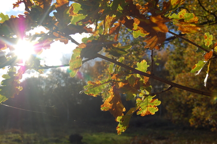 sunlight through the oak leaves on an autumn tree in a woodland