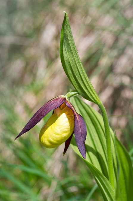 A yellow-centred plant with purple leaf-like petals around the outside, and long green stems.