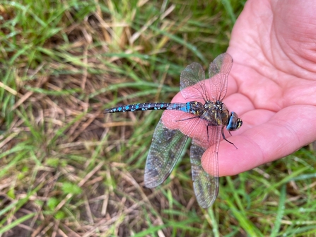 A male migrant hawker dragonfly on the palm of someone's hand who is crouched down low by the grass. It hopped onto her hand to dry off from the rain before flying off
