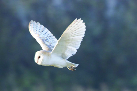 Barn owl in flight, flying towards the left of the camera. Its wings are up and it isvery white.