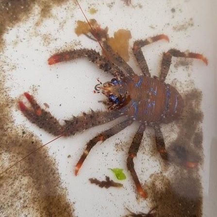 Blue striped squat lobster, Howard Roddie 