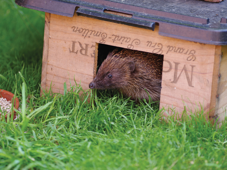 Hedgehog peaking out of a homemade hedgehog house on a garden lawn.