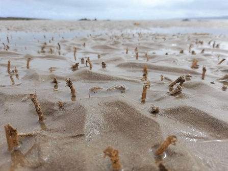 Sand mason worm casts by Corrinne Benbow 