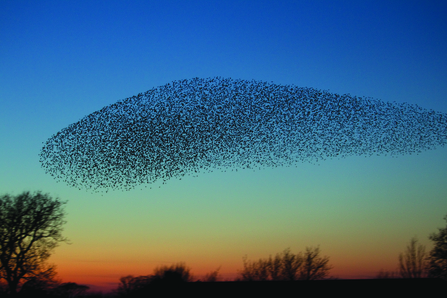 Starling murmuration in the evening sky