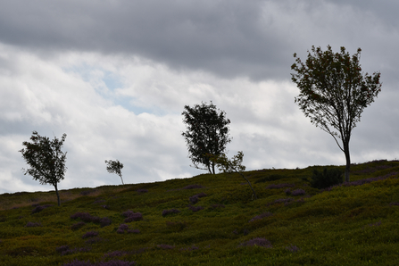 Rowan trees dispersed across the windy moorland - Zander Watt