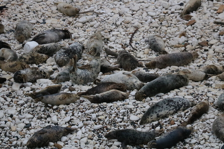 a group of grey seals hauled out on the rocky shores of a coastline