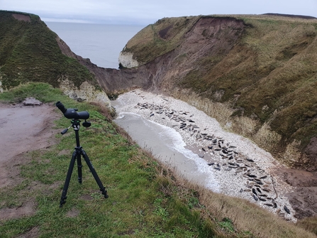 a camera set up on a tripod on the top of a cliff edge nature reserve looking down onto an inlet of a rocky shore with lots of seals hauled up on the rocks.