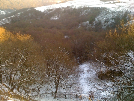 View of a snow covered nature r4eserve with rolling snow covered hills in the distance with low sunlight shining on the trees