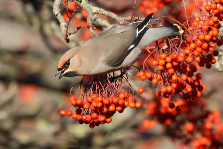 waxwing bird sitting on a branch full of red berries. It has one in its mouth as well.