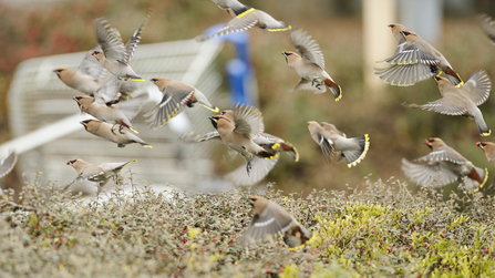 A flock of waxwings taking flight from a cotoneaster bush in a supermarket car park