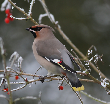 waxwing bird sitting on a snowy branch with red berries on it