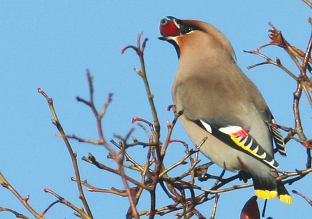waxwing bird sitting on a branch full of red berries. It has one in its mouth as well.