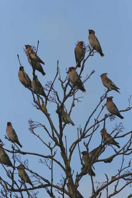 flock of waxwings sitting in a tree in winter with  blue sky in the background