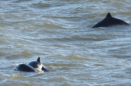 The tops of two porpoises in the sea, just their fin and middle top bit of their bodies are visible above water.