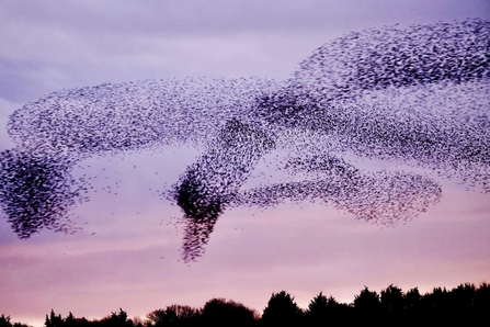 Starling murmuration on a pink dusky sky, forming the shape of a diving swan!