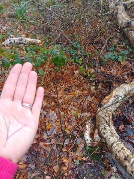 A woman holding her left hand out palm facing up with the 3 lines drawn on her hand, sttanding comparing to a similar pattern she has found in the woods.