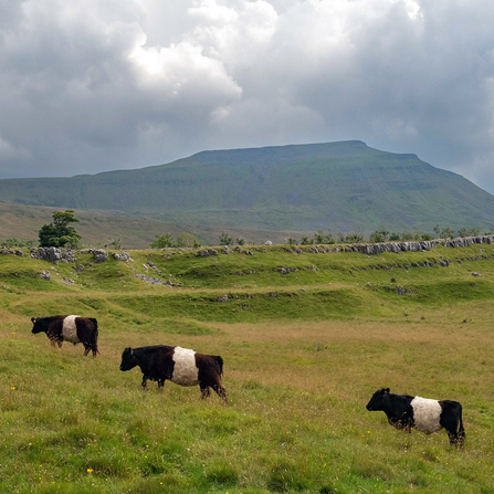 Belted Galloways grazing at Southerscales. Ingleborough mountain can be seen in the distance.