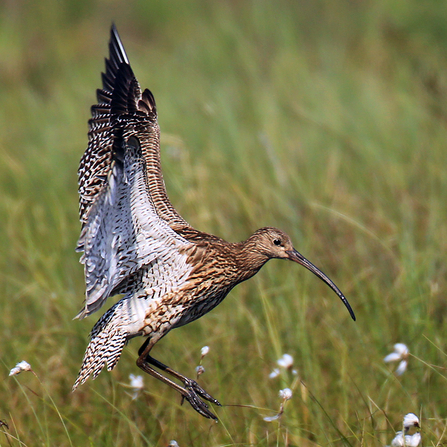 A curlew landing in a grassy meadow