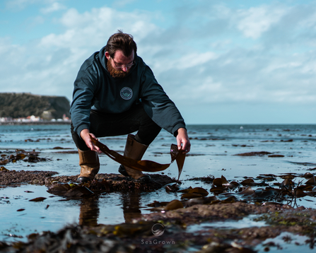 Man crouched down in the shallow waters by the shoreline, holding and looking at some seaweed. There is the coastline and sea in the background.
