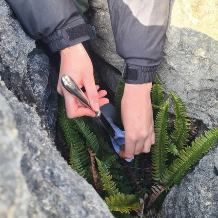 A closeup of one of our conservationists spraying spraying  fern spores into pavement cracks at Ingleborough.