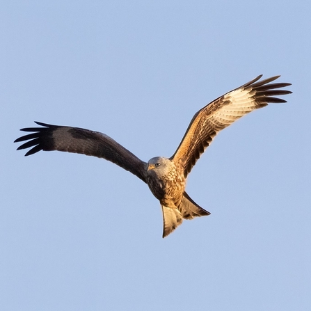 Red kite soaring in a clear hazy sky with it's long wings outstretched looking for prey.