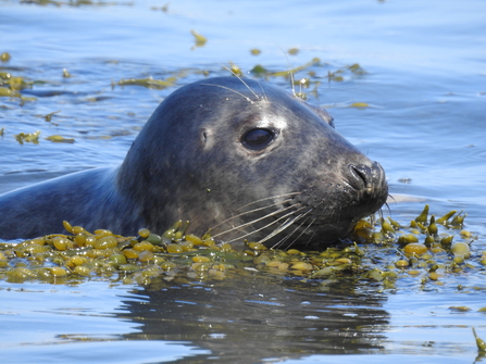 Seal swimming through seaweed in the sea