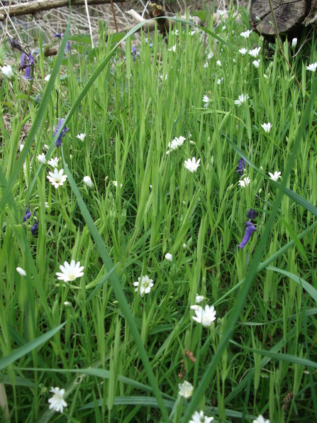 wildflowers in long grass