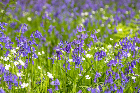 Close up shot of bluebells on a woodland