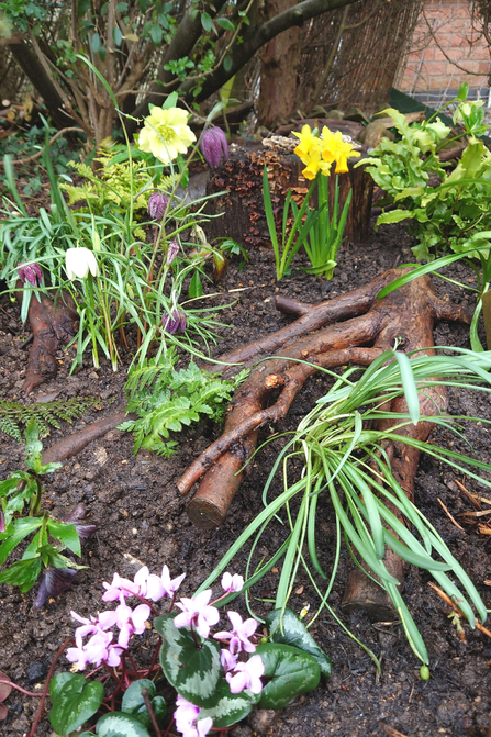 Stumpery showing different flowers and levels and log piles.