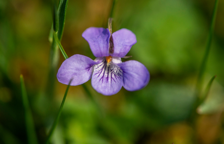 One purple flower in amongst blurred out green grass