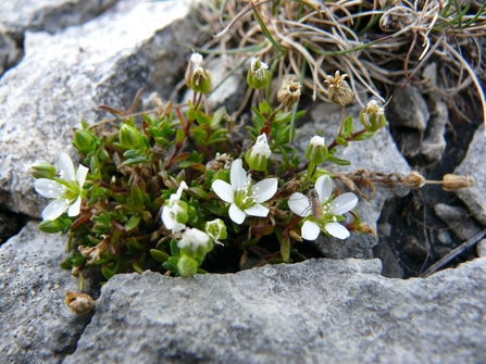 Yorkshire Sandwort - white flowers and green foliage in the gaps of a rock