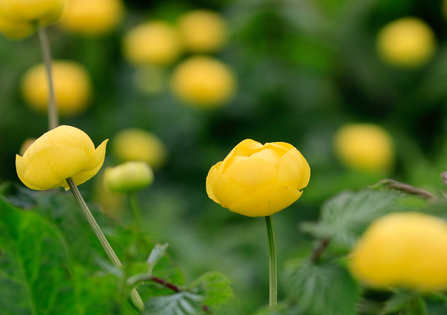 close up ground level shot of yellow globeflowers on a blurred out green grassy background