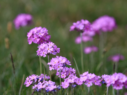 Pink purple clustered flower heads on long green stems in blurred green grass