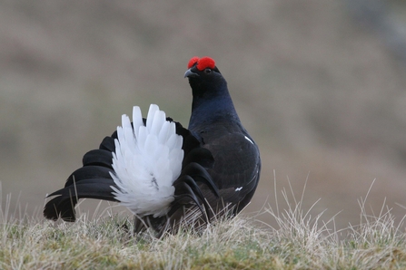 Black grouse on grassland in the Dales.