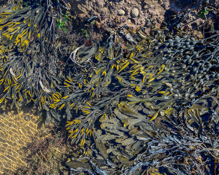 A healthy shoreline community supports many seaweed species - Simon Tull