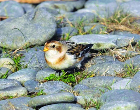 Snow bunting standing on the limestone paving with patches of grass peeking through the rocks.