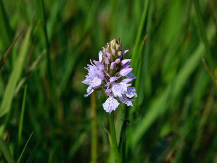 Spotted orchid  on its own in long green grass. It has little lilac petals in a cone shaped head.