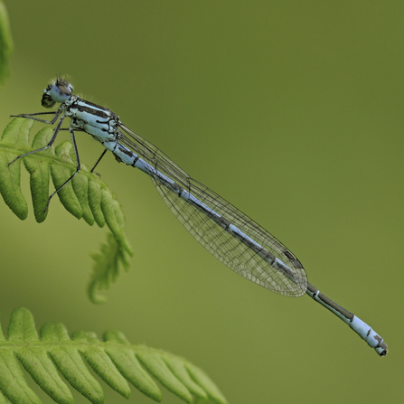 An azure damselfly perched on a leaf. Photograph by Dawn Monrose.