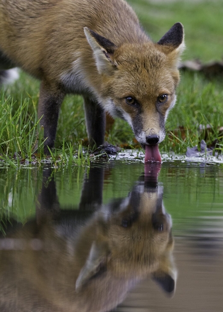 Fox drinking water