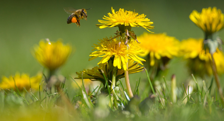 Bee hovering over dandelions on the grass