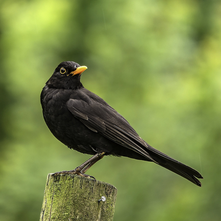 Blackbird with small orange beak looking to the right of the screen standing atop an old log (Bob Coyle)