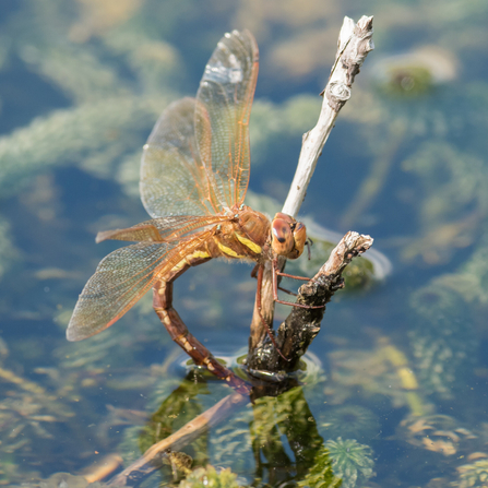 A brown hawker perched on a stick. Photograph by Janet Packham.