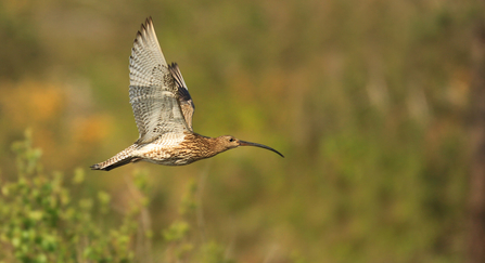 Curlew in flight above a summery grassland meadow. Photo by Jon Hawkins, Surrey Hills Photography