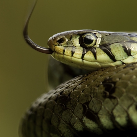 Yellow-green snake coiled with tongue out looking to the left of the screen (Danny Green/2020VISION)