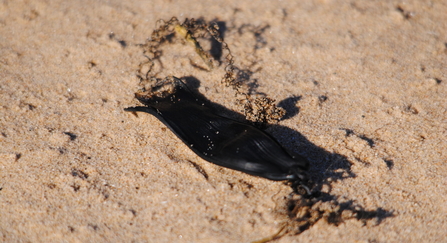 Shark eggcase on sand