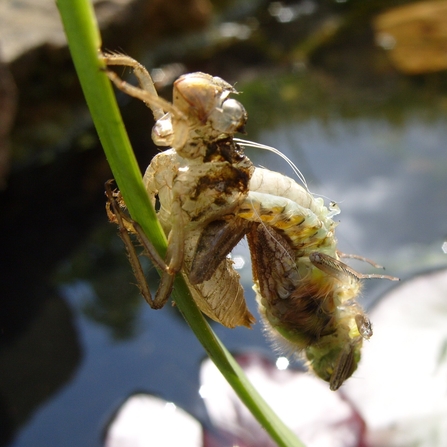 A dragonfly emerging from its larval nymph form. Photograph by James Spenver
