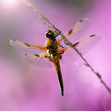 A four-spotted chaser perched on a stem. Photograph by Jon Hawkins - Surrey Hills Photography