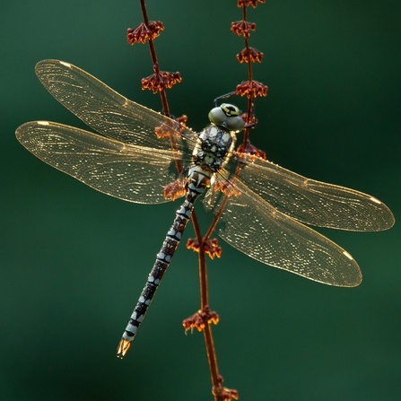 A Southern hawker perched on a plant. Photograph by Guy Edwards.