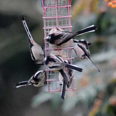 5 Long-tailed tits on feeder by Amy Lewis