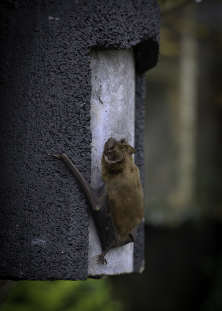 Bat resting on a bat box in a garden at dusk